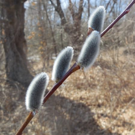 pussy willow
