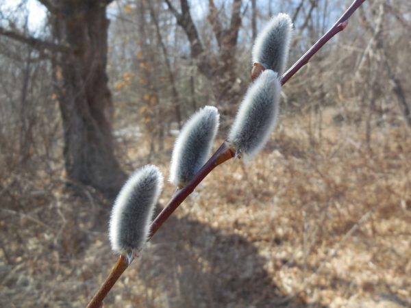 pussy willow