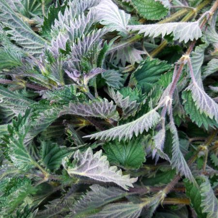 Stinging Nettle