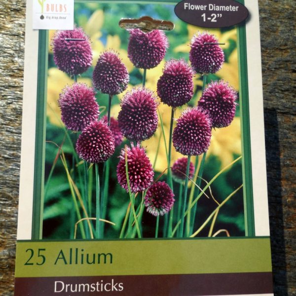 Drumsticks Allium