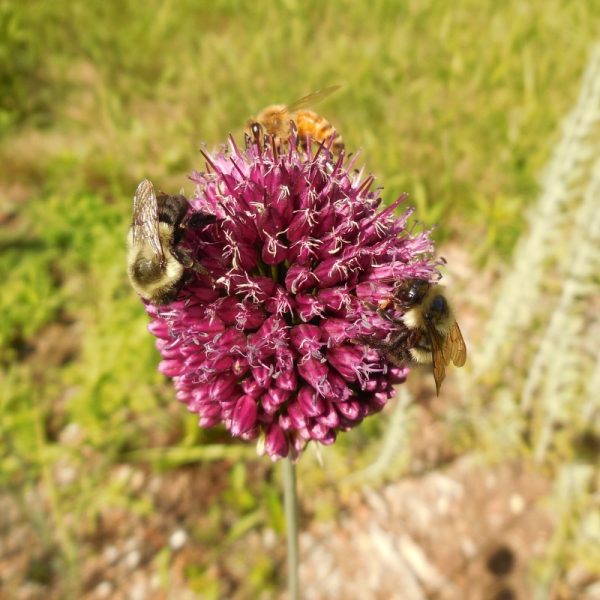 Drumsticks Allium