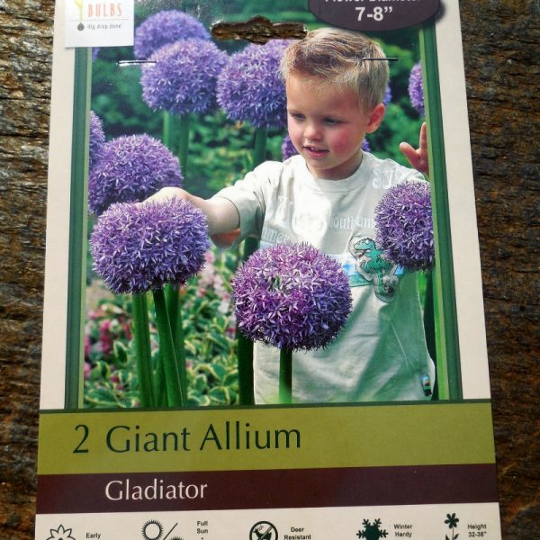 Gladiator Allium