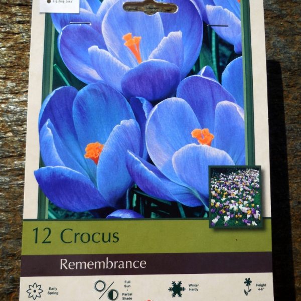Remembrance Crocus