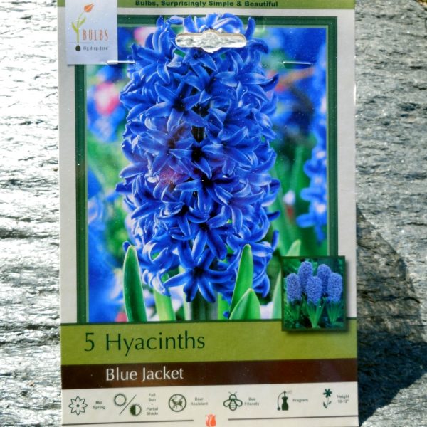 Hyacinths - Blue Jacket