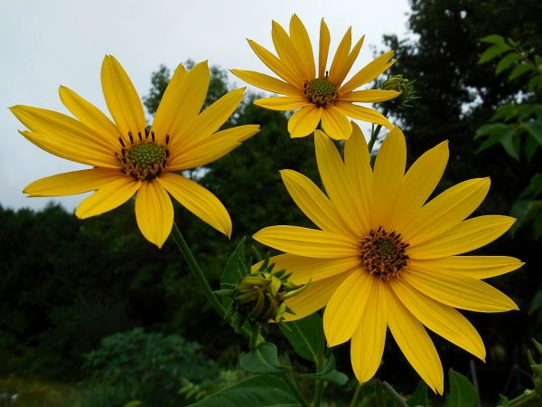 jerusalem artichoke flowers