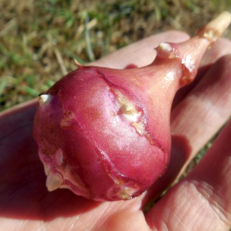 jerusalem artichoke