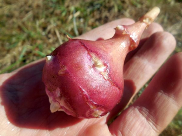 jerusalem artichoke