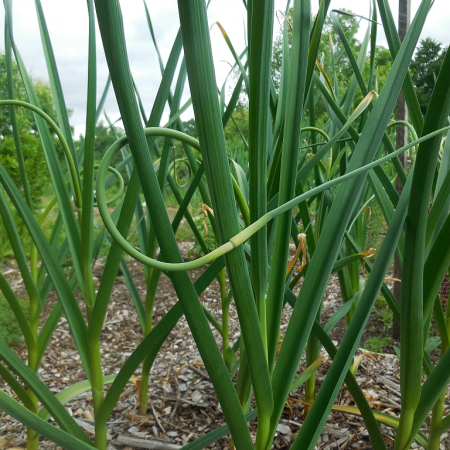 Garlic Scapes