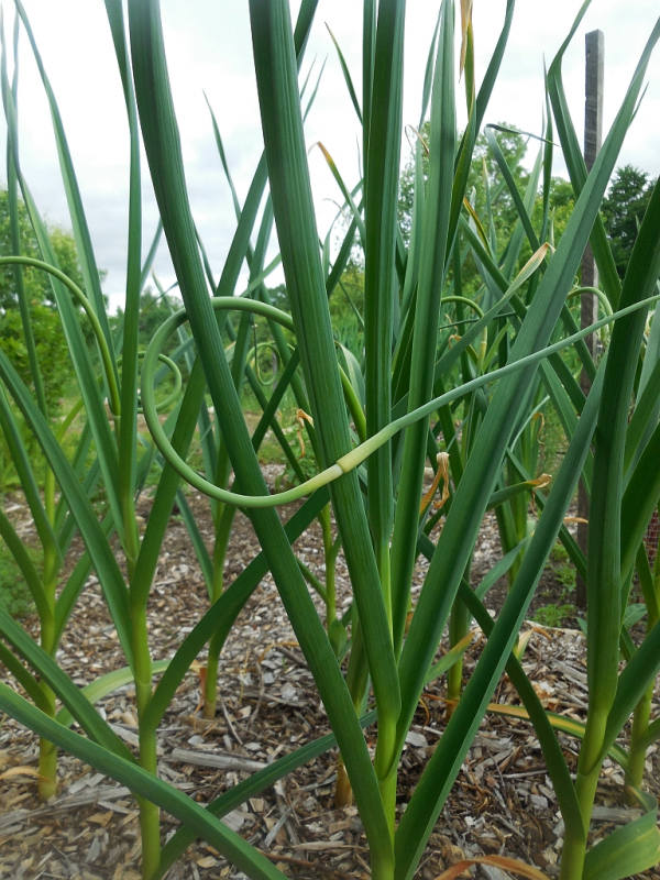 Garlic Scapes